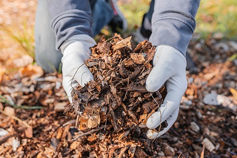 Mulch 2023 480pxX316px.jpg