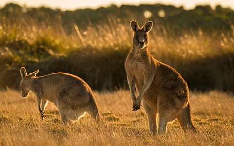 Caring for wildlife.jpg