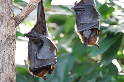 Flying foxes.jpg