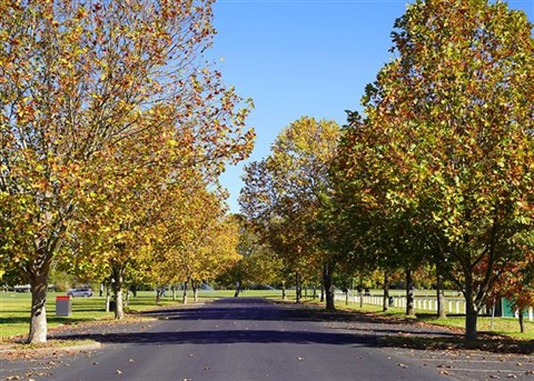 Public trees and vegetation