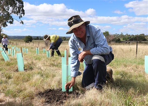Tree planting